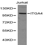 Integrin (alpha)4 pAb