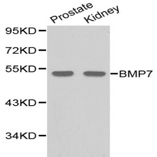 BMP-7 pAb