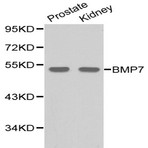 BMP-7 pAb