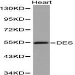 Bs6064_wb