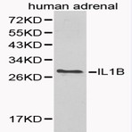 IL-1(beta) pAb