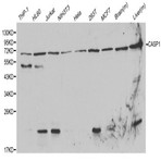 Caspase 1 pAb