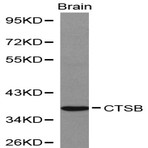 Cathepsin B pAb