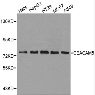 CEACAM5 pAb