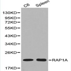 Bs6078_wb