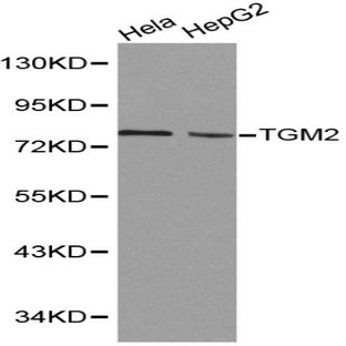 TGase2/TGM2 pAb