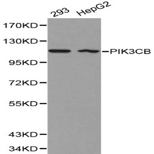 PIK3CB pAb