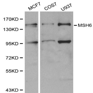 MSH6 pAb