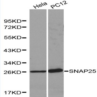 SNAP25 pAb
