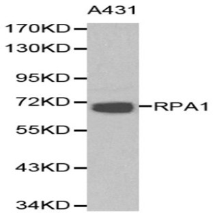 RPA1 pAb