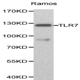 TLR7 pAb