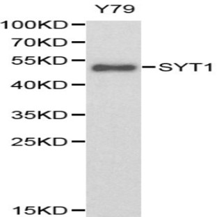 Synaptotagmin pAb