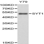 Synaptotagmin pAb