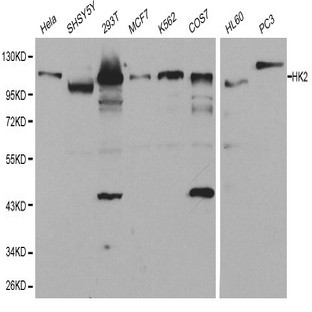 Hexokinase-2 pAb