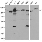 Hexokinase-2 pAb