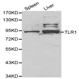 TLR1 pAb