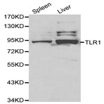 TLR1 pAb