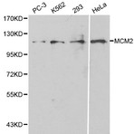 MCM2 / BM28 pAb