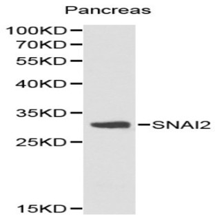 SNAI2 pAb