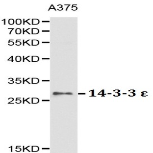 14-3-3 E pAb
