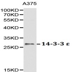 Bs6109_wb