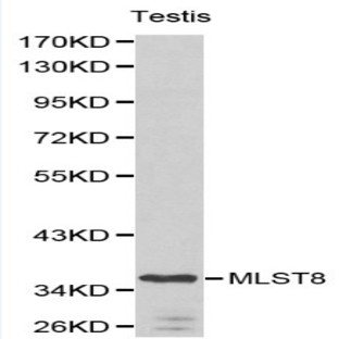 MLST8 pAb
