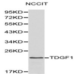 Bs6116_wb