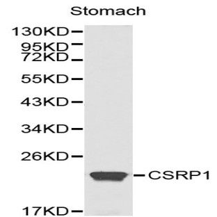 CSRP1 pAb