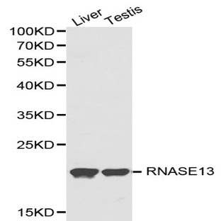 RNASE13 pAb