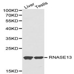 RNASE13 pAb