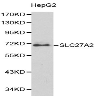 SLC27A2 pAb