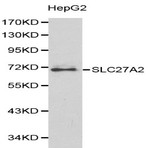 SLC27A2 pAb