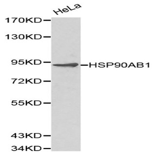 HSP90B pAb