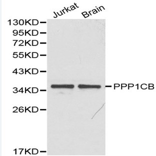 PPP1CB pAb