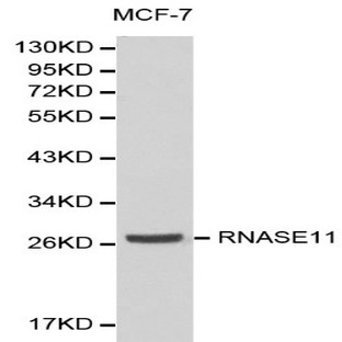 RNASE11 pAb