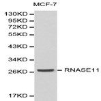 RNASE11 pAb