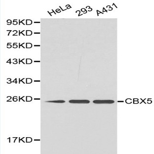 CBX5 pAb