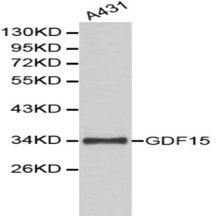 GDF-15 pAb