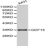 GDF-15 pAb