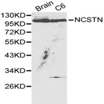 Bs6153_wb