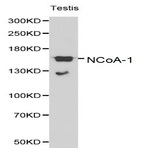 NCoA-1 pAb