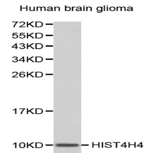 Histone H4 pAb