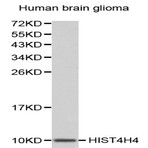 Histone H4 pAb