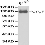 Bs6164_wb