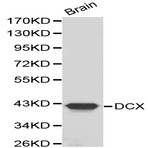 Doublecortin / DCX pAb