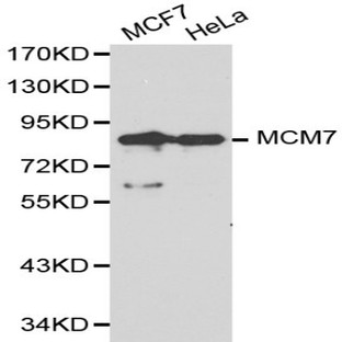 MCM7 pAb