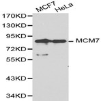 MCM7 pAb