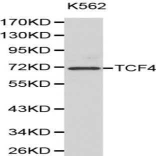 TCF4 pAb