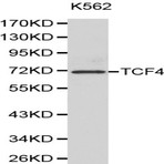 TCF4 pAb