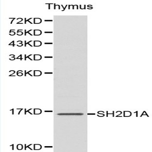 SH2D1A pAb